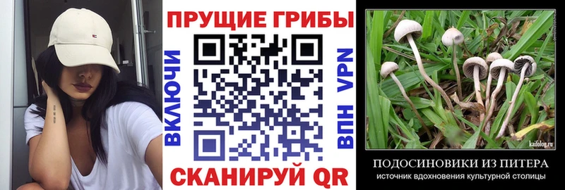 купить наркотики сайты  Вилюйск  Псилоцибиновые грибы ЛСД 